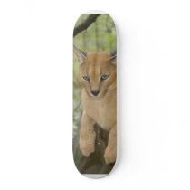 CaracalBCR043 skateboards