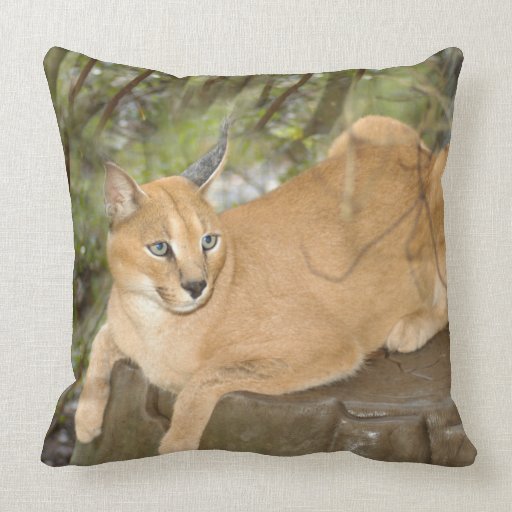 CaracalBCR045 Pillows