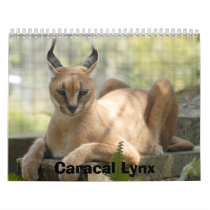 CaracalBCR058, Caracal Lynx calendars