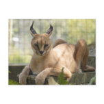 CaracalBCR058 Postcard