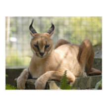 CaracalBCR058 Postcard