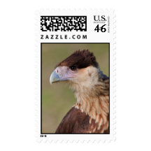 Caracara con cresta envio