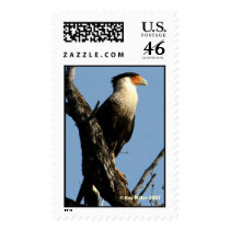 CARACARA,  Kay Miller 2007 Postage Stamps