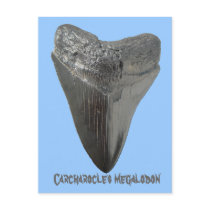 Carcharocles megalodon tooth postcards