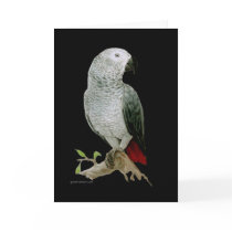 Card - African Grey Parrot by pawtraitart Card - African Grey Parrot