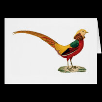 Card, Argus Pheasant on white background. cards