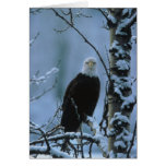 Card / Bald Eagle in Winter Snow