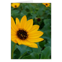 Card - beach flower by unclechuckstoys Card - beach flower