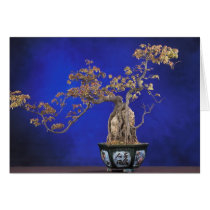 Card / Bonsai Trident Maple by moxieann Card / Bonsai Trident Maple