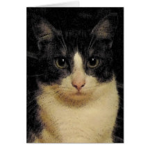 Card Cat Bailey