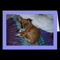 Card, Chihuahua # 2 on spread, purple background. cards