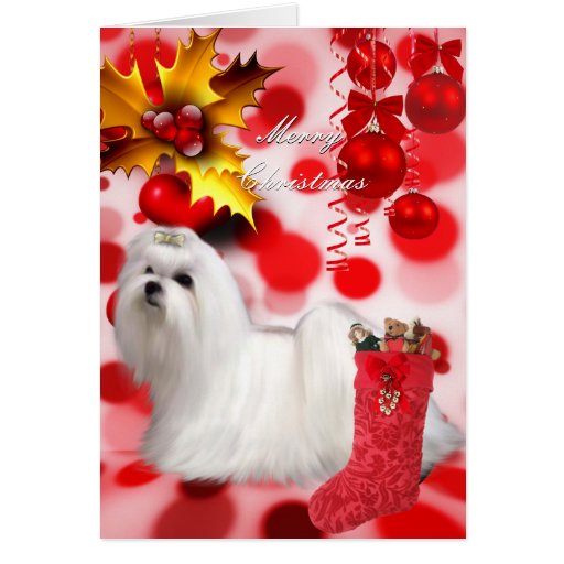 Card Christmas Xmas Maltese Dog Puppy Hearts Zazzle