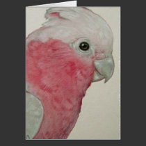 Card - Cockatoo cards