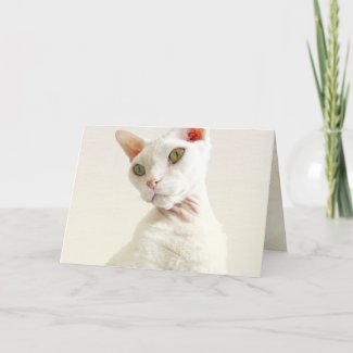 Card | Devon Rex Cat Birthday Card