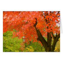 Card, "Fall's Splendor"