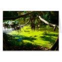 Card Green Pond