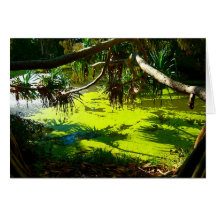 Card Green Pond