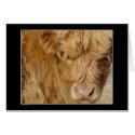 Card - Highland Cattle