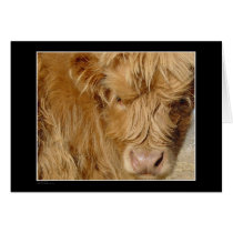 Card - Highland Cattle