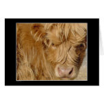 Card - Highland Cattle