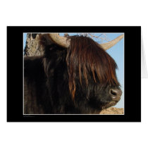 Card - Highland Cattle
