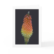 Card, "Kniphofia" # 219