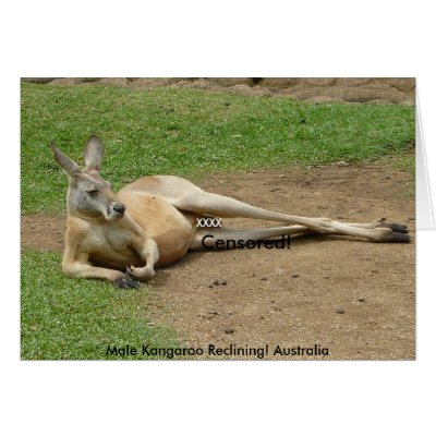 kangaroos in australia. Card Male Kangaroo Reclining!