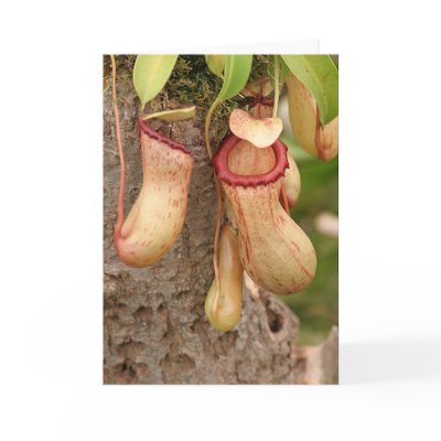 Card of Carnivorous  Plant by cARTerART
