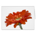 Card - Orange Daisy Gerbra Flower card