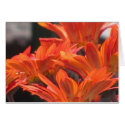 Card - Orange Flowers - Multipurpose