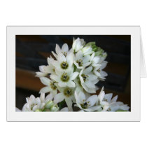 Card, "Ornithogalum # 1" by Florabunda Card, "Ornithogalum # 1"