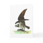 Card: Osprey - John Audubon