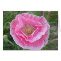 Card-Paper or corn field poppie flower