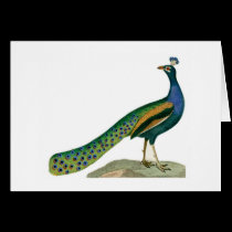 Card, Peacock on White Background cards