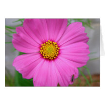 Card Pink Flower