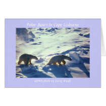 Card / Polar Bears in Cape Lisburne