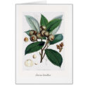 Card-Quercus lamellosa