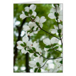 Card - Spring Dogwoods, No.2
