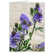 Card - Tall Scurfy Pea cards