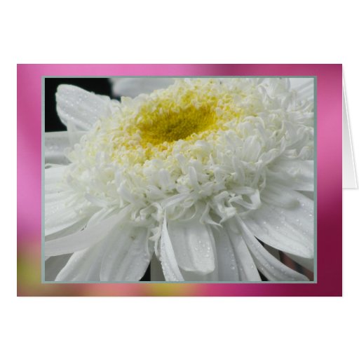 Card - White Gerber Daisy Flower