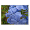 Card with lovely Periwinkle color Flower by PinkMonkey_8 Card with lovely Periwinkle color Flower