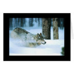 Card-Wolf Running-All Occasion