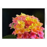 Card - Yellow and Pink Flowers