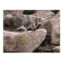 Card: Z Postcard: Nature Kubota Park, Seattle, WA