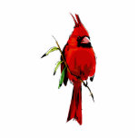 Cardan Cardinal Photo Cutout