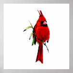 Cardan Cardinal posters