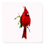 Cardan Cardinal Posters