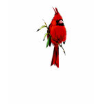 Cardan Cardinal Tshirts