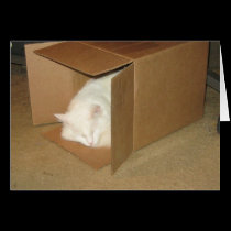 Cardboard Box Bliss