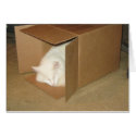 Cardboard Box Bliss Card